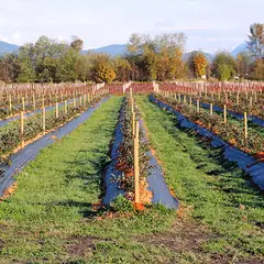 MARIENBERG - Tela Ground Cover o Antimaleza de 0.7 x 400 m Color Negro