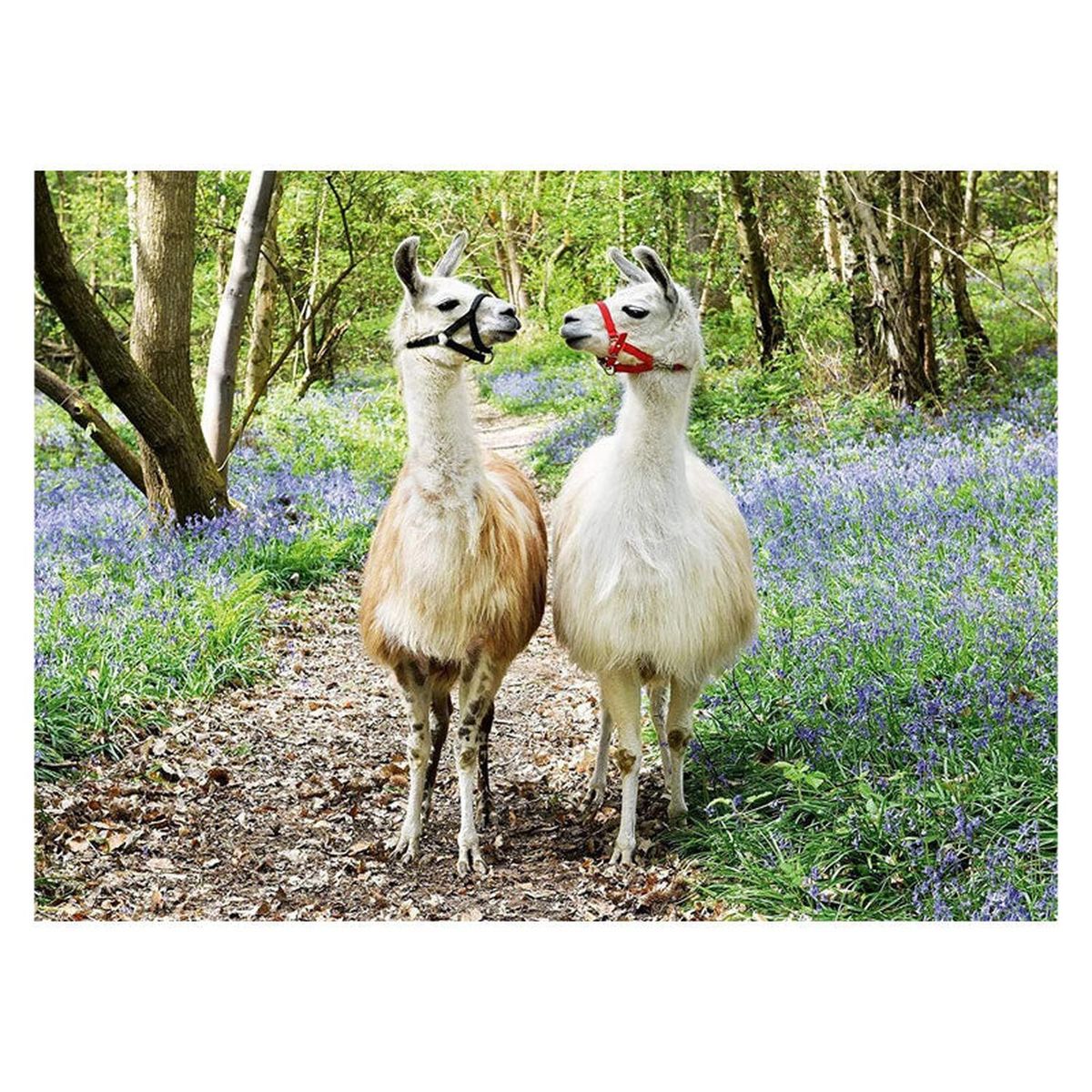 RAVENSBURGER - Puzzle XXL Llama Love - 100 piezas