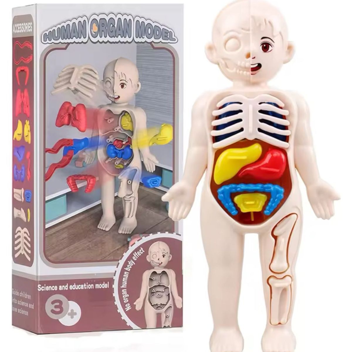 GENERICO - Juguete Anatómico Cuerpo Humano Armable Niños