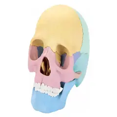 GENERICO - Modelo Anatómico De Cráneo Desmontado Para Educación Médica
