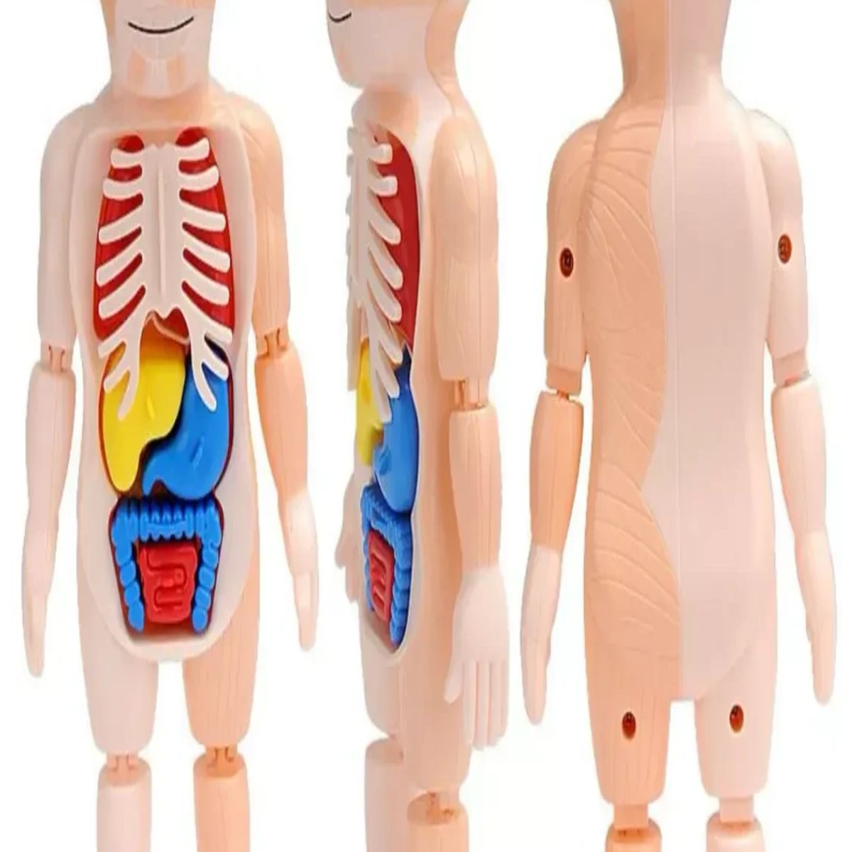 GENERICO - Muñeco Anatomia Para Niños - Montessori