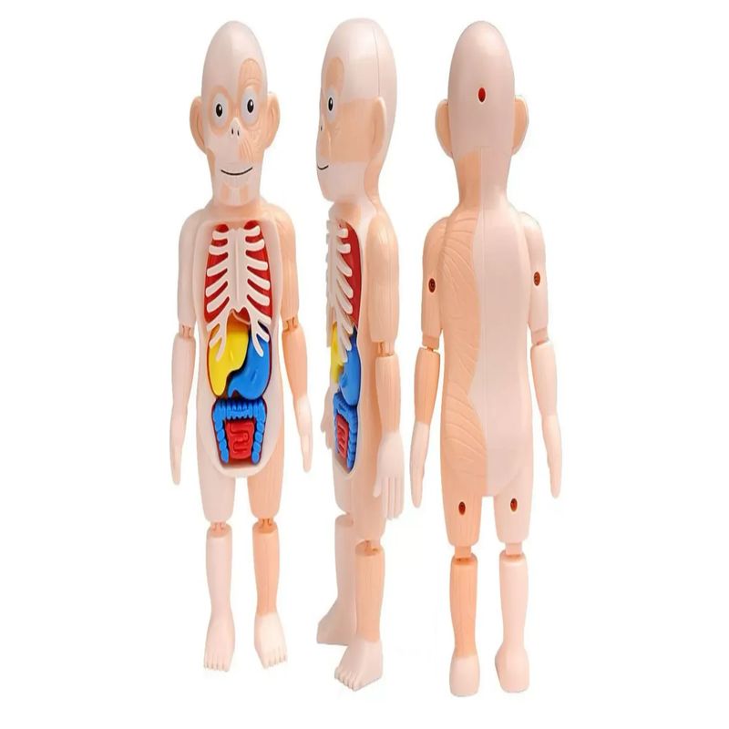 GENERICO - Muñeco Anatomia Para Niños - Montessori