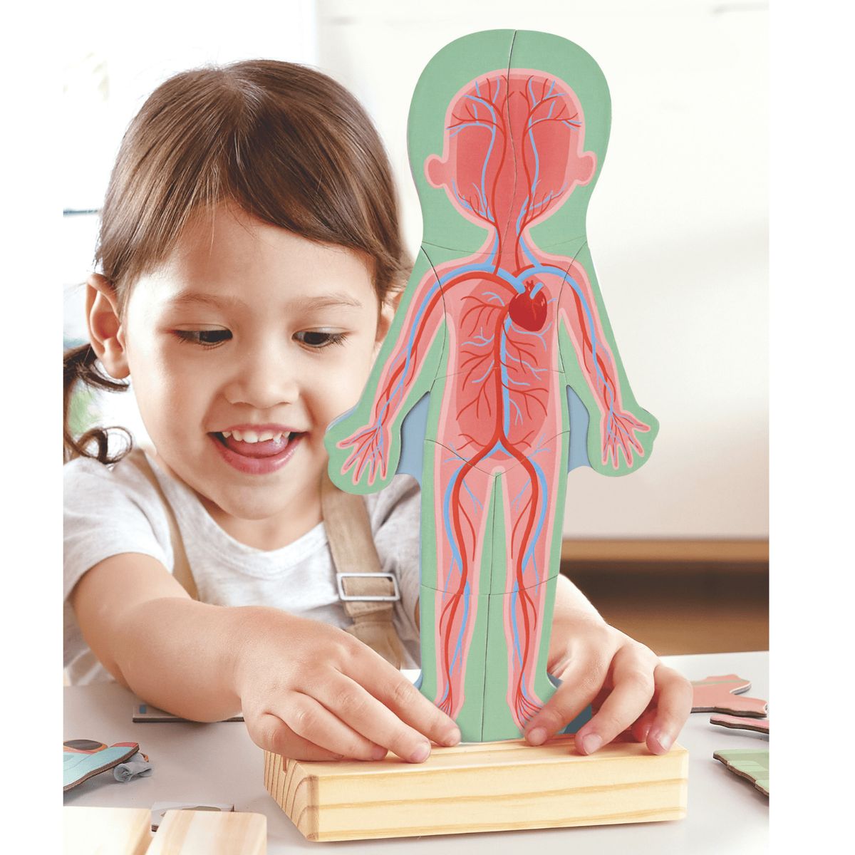 HAPE - Puzle magnético del cuerpo humano