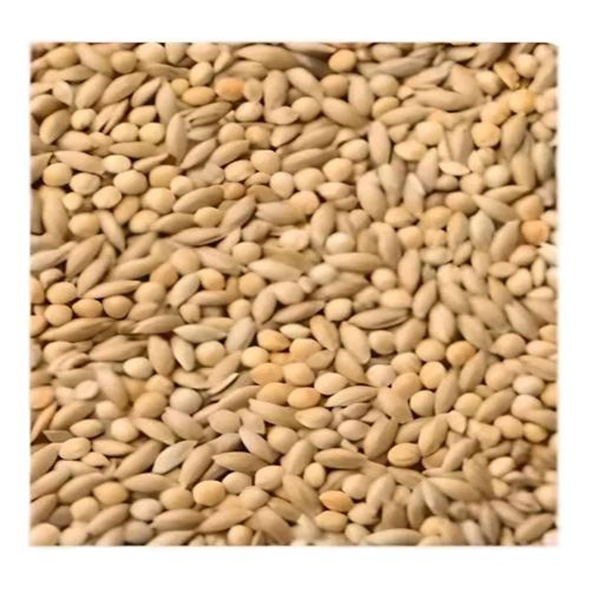 GENERICO - Mezcla Catas Catitas Aves Mixtura De Semillas Mp004    500gr