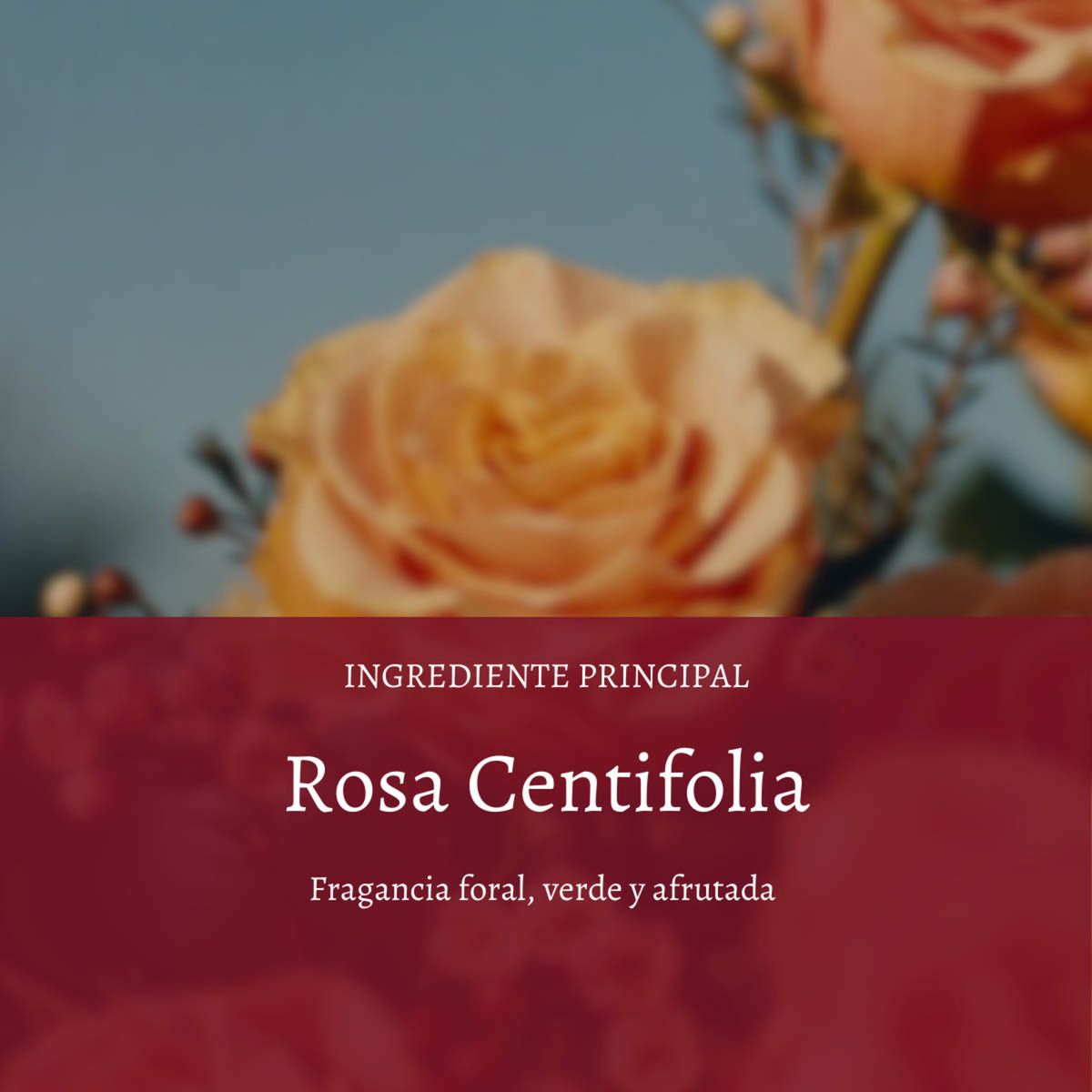 LOCCITANE - Leche de Cuerpo Flor de Cerezo 250 ml LOCCITANE