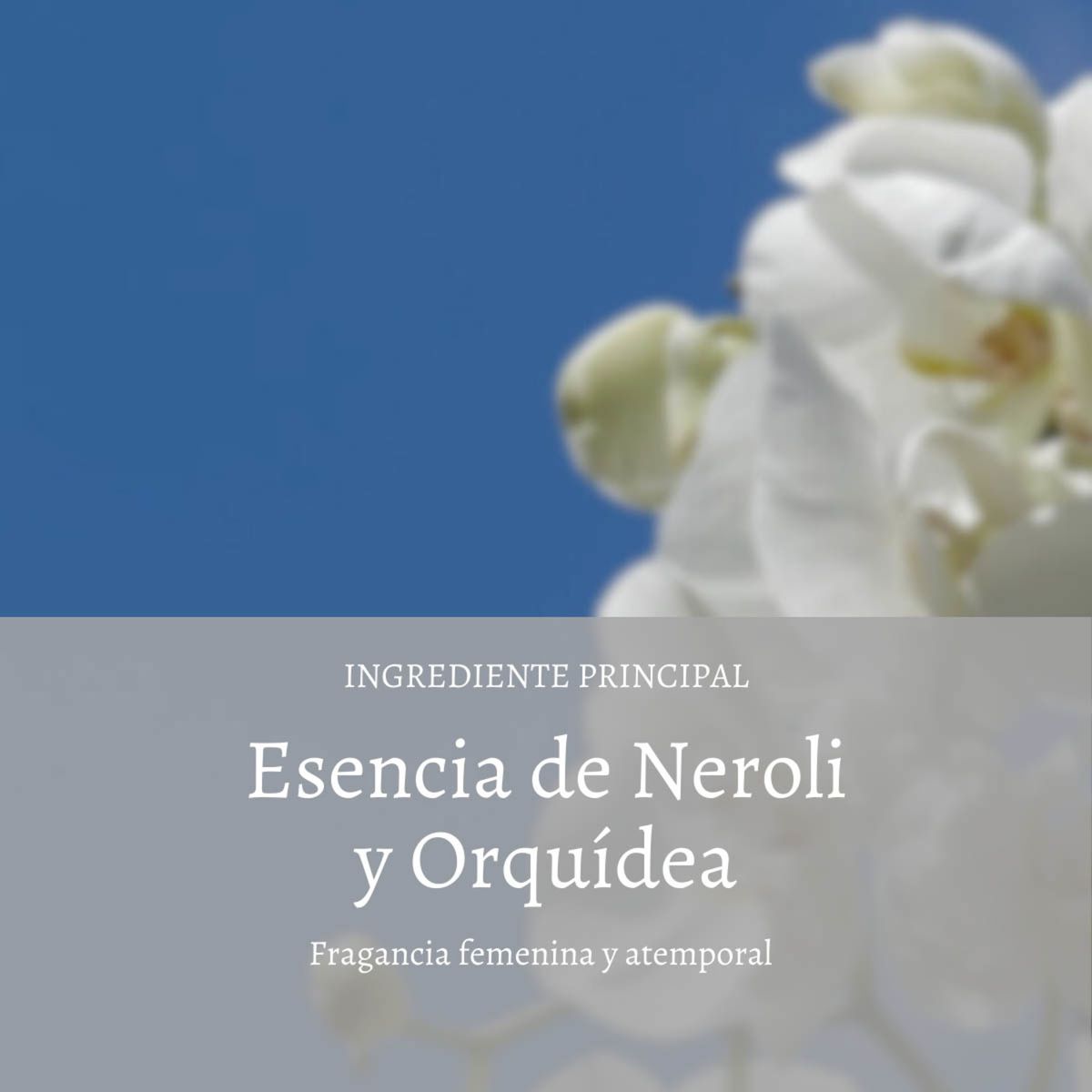 LOCCITANE - Crema De Manos Neroli & Orquídea 30 ml LOCCITANE