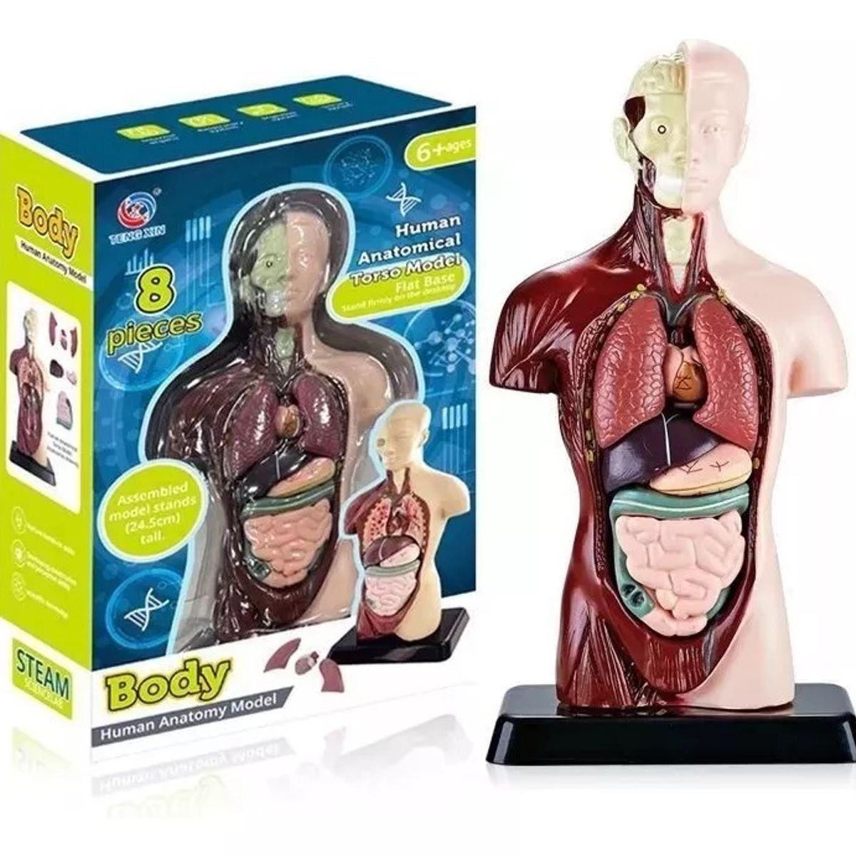 GENERICO - Modelo Anatómico Torso 24cm Partes Extraíbles Con Base