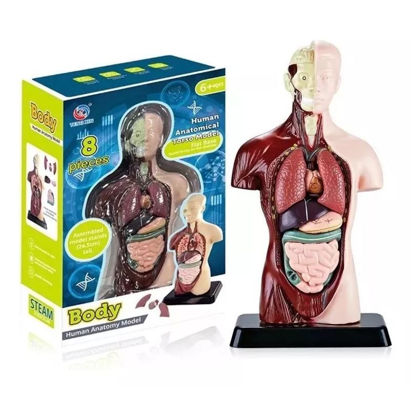 GENERICO - Modelo Anatómico Torso 24cm Partes Extraíbles Con Base