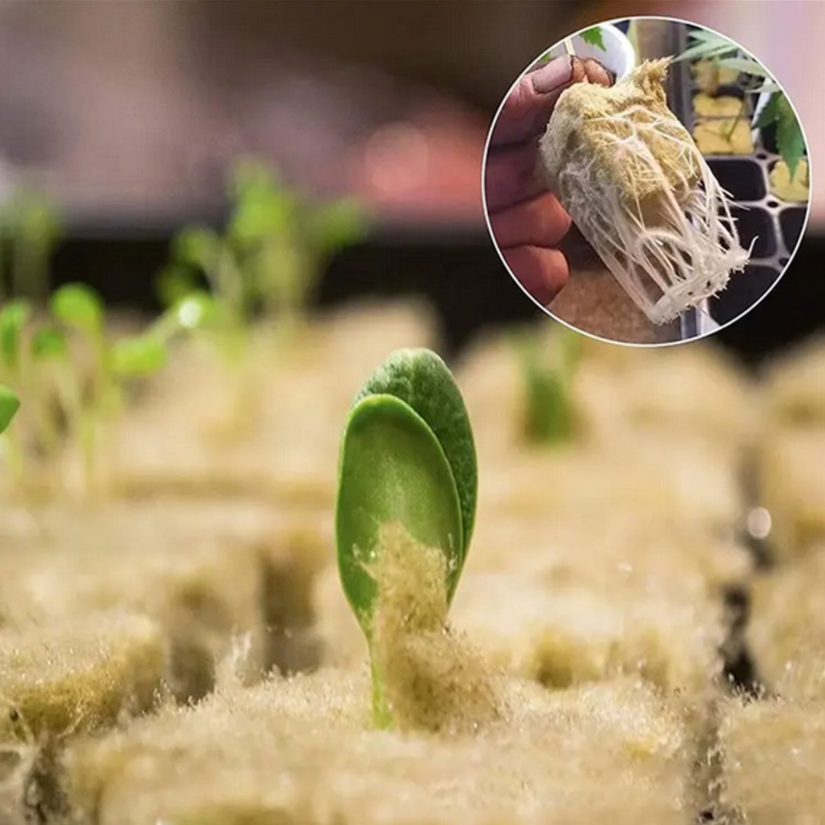 GENERICO - 200 Esponjas Tipo Lana De Roca Para Sistemas Hidropónicos