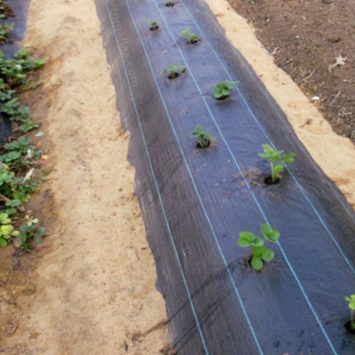 GENERICO - Malla Antimaleza 10m x 140m de Ancho Negro