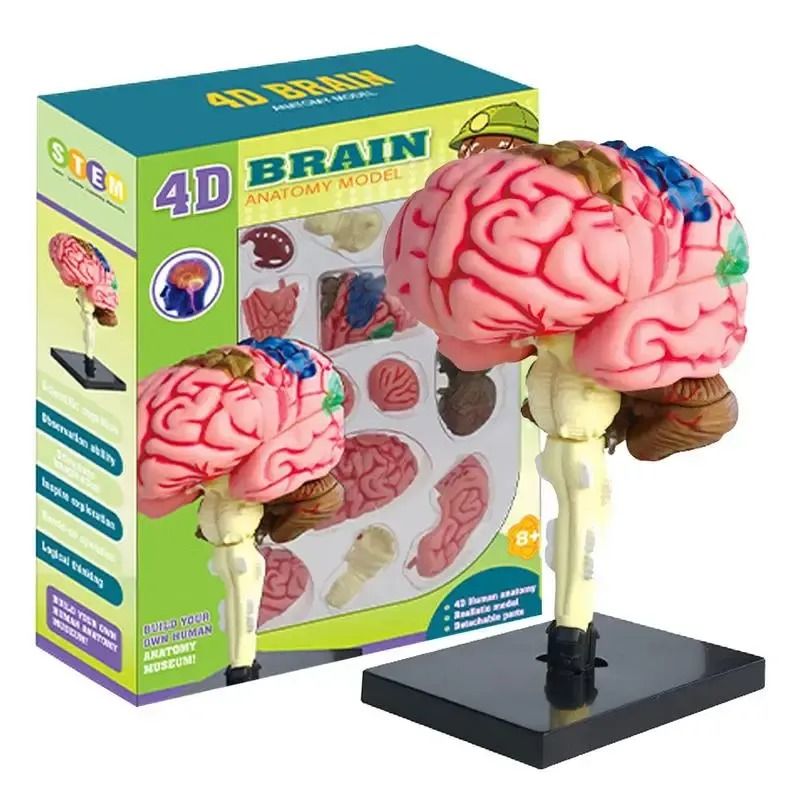 GENERICO - Modelo Anatómico Estudio Cerebro Humano Arterias Puzzle 4d