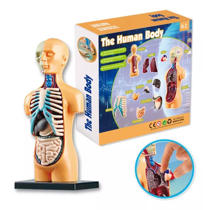 GENERICO - Juguete Cuerpo Humano Medicina Aprendizaje Niños Montessori
