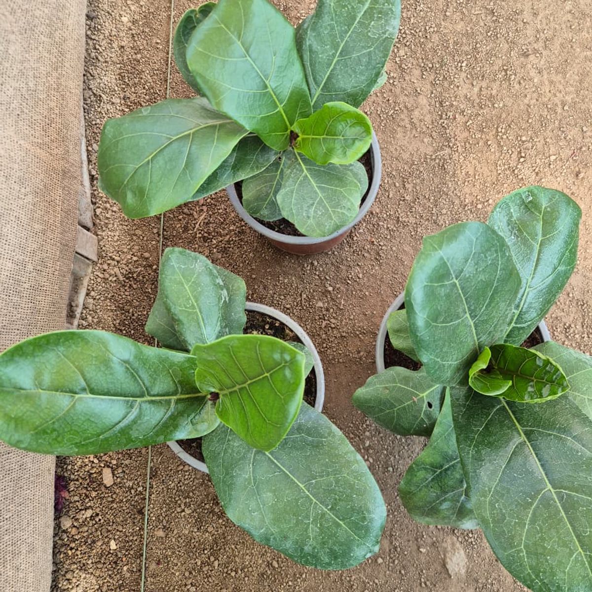 GENERICO - Ficus Lyrata tamaño s