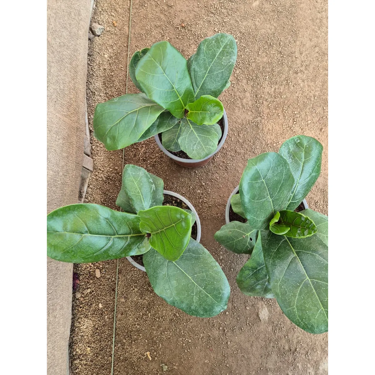 GENERICO - Ficus Lyrata tamaño s