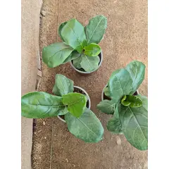 GENERICO - Ficus Lyrata tamaño s