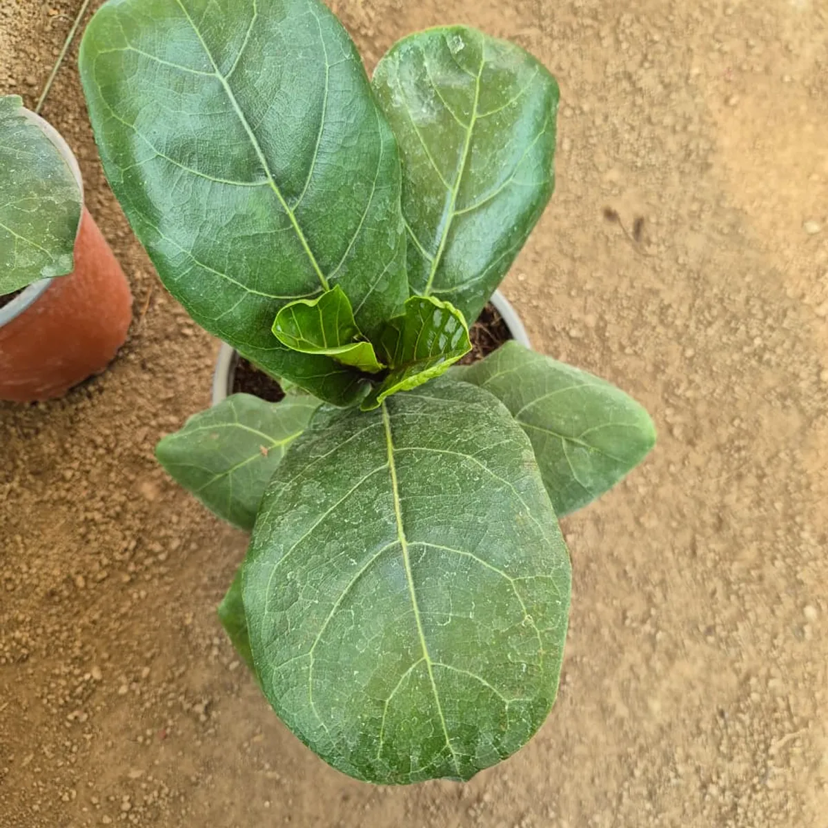 GENERICO - Ficus Lyrata tamaño s