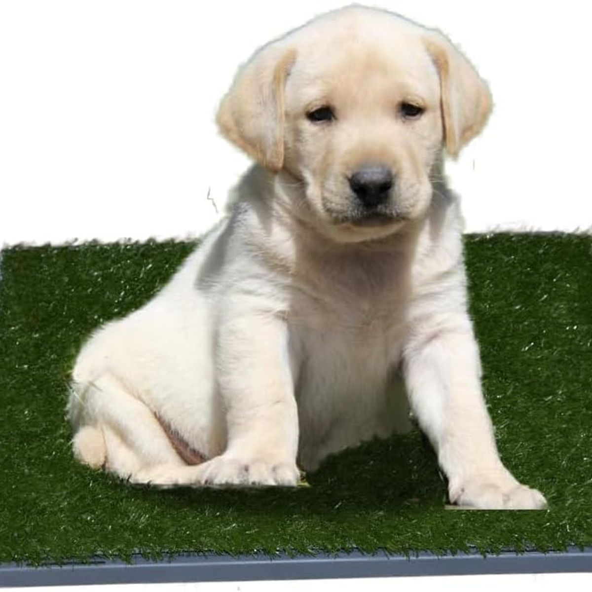 GENERICO - Baño Para Mascotas Chicas y Medianas