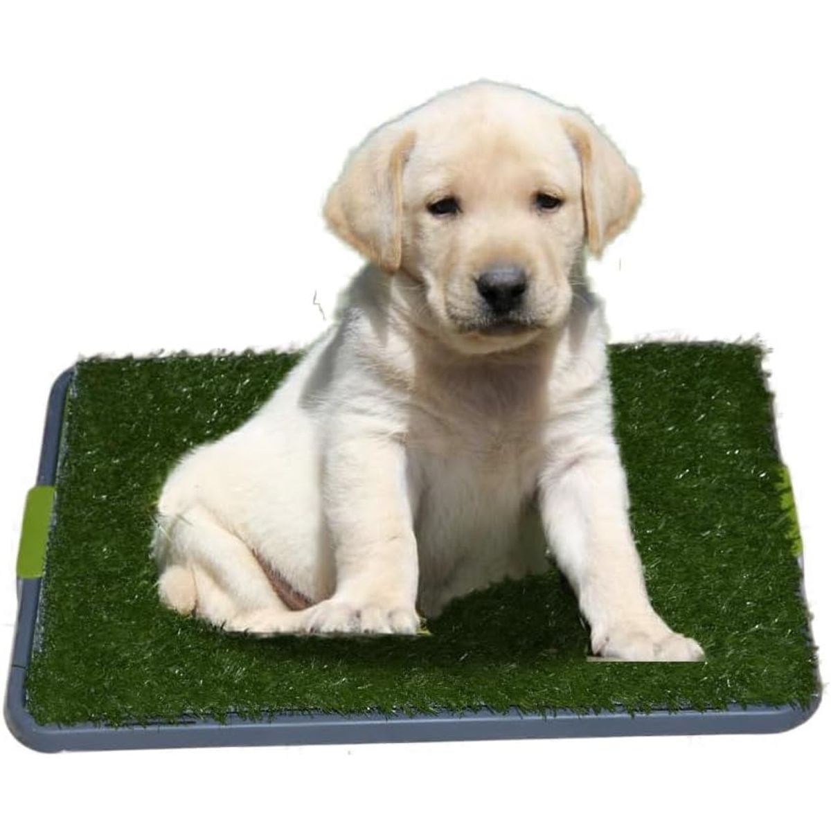 GENERICO - Baño Para Mascotas Chicas y Medianas