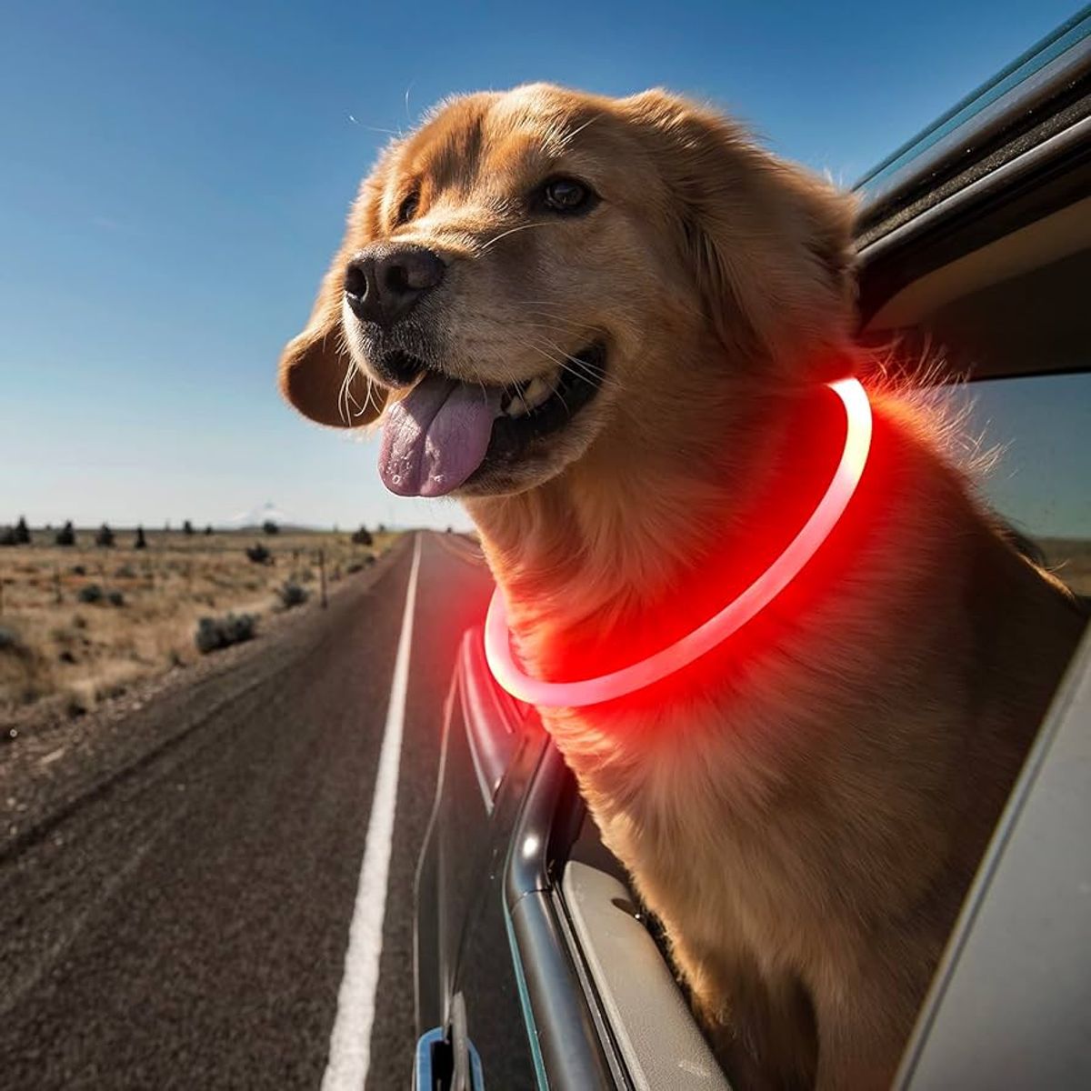 METALFER - Collar Led Perro Brilla En Oscuridad Usb Recargable ROJO