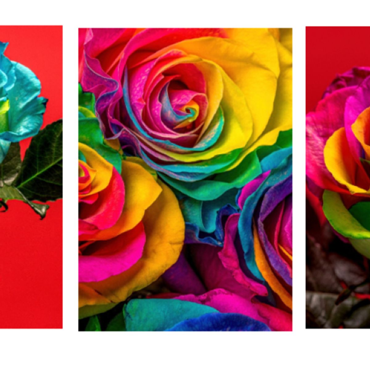 LOS REGALONES - Cuadro Canvas Imagen Rosa Colorida en lienzo Pack X3 Uds 30x50cm Cu