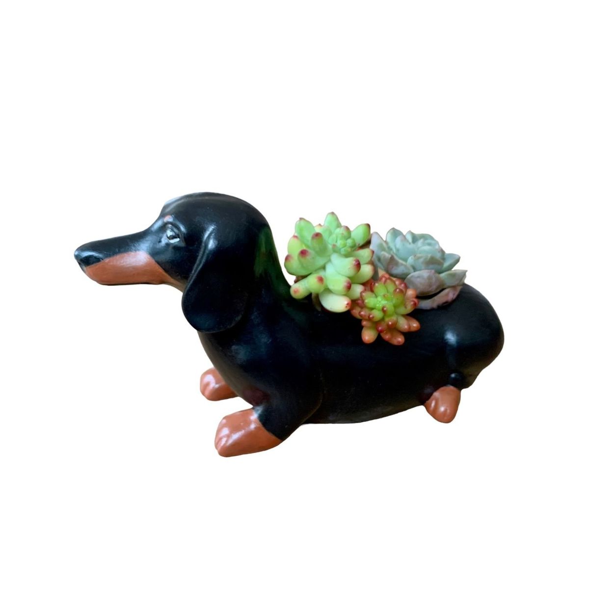 GENERICO - Macetero Cemento Perro Salchicha con Suculentas