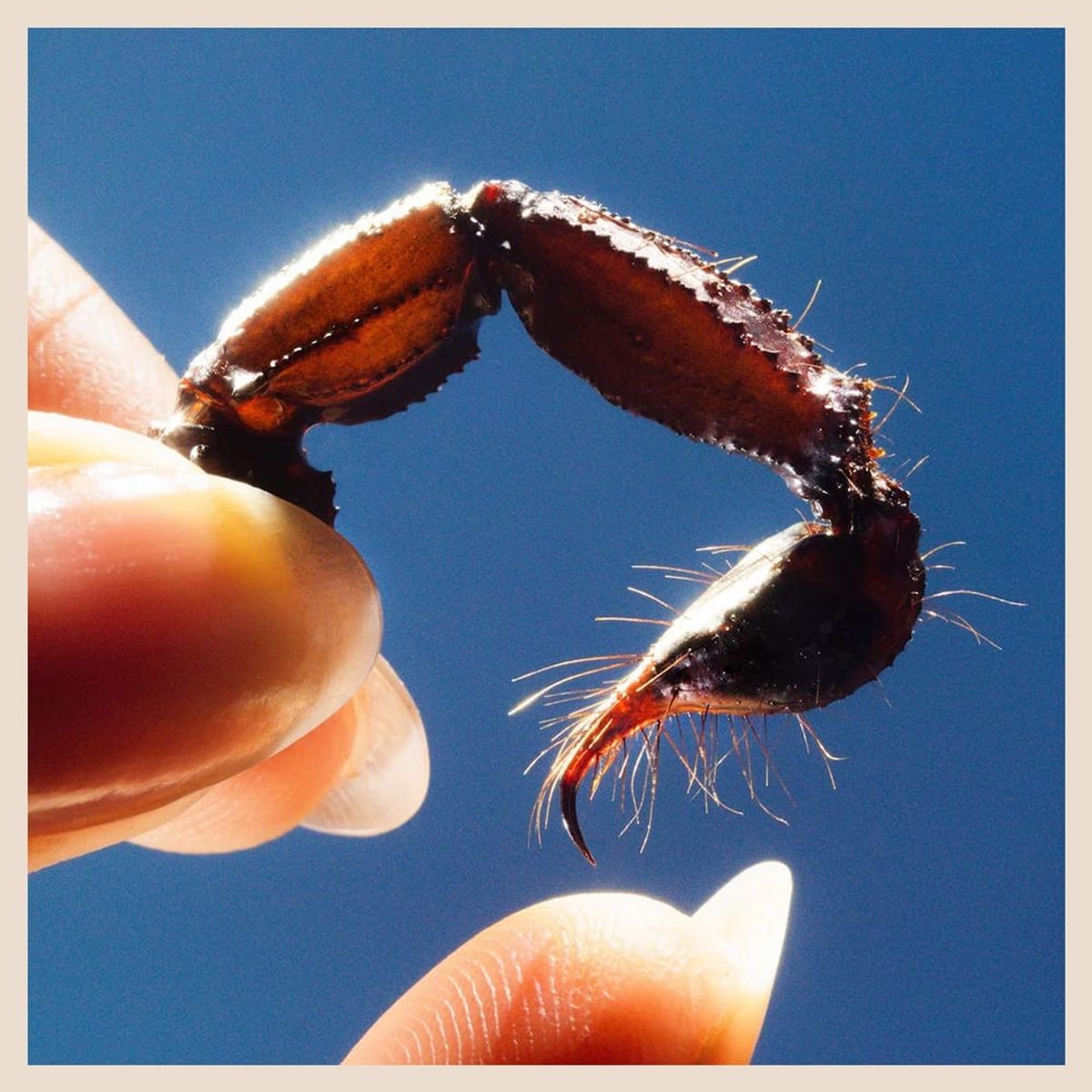 GENERICO - Squid - Cowards - Vinilo