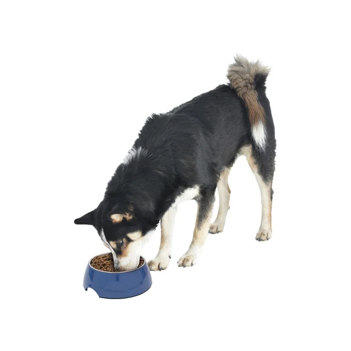 GENERICO - Plato inoxidable para agua o alimento mascota AZUL 700ml