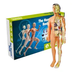 INVENCIBLE - KIT CIENTÍFICO ANATOMÍA TORSO MODELO CUERPO NC67