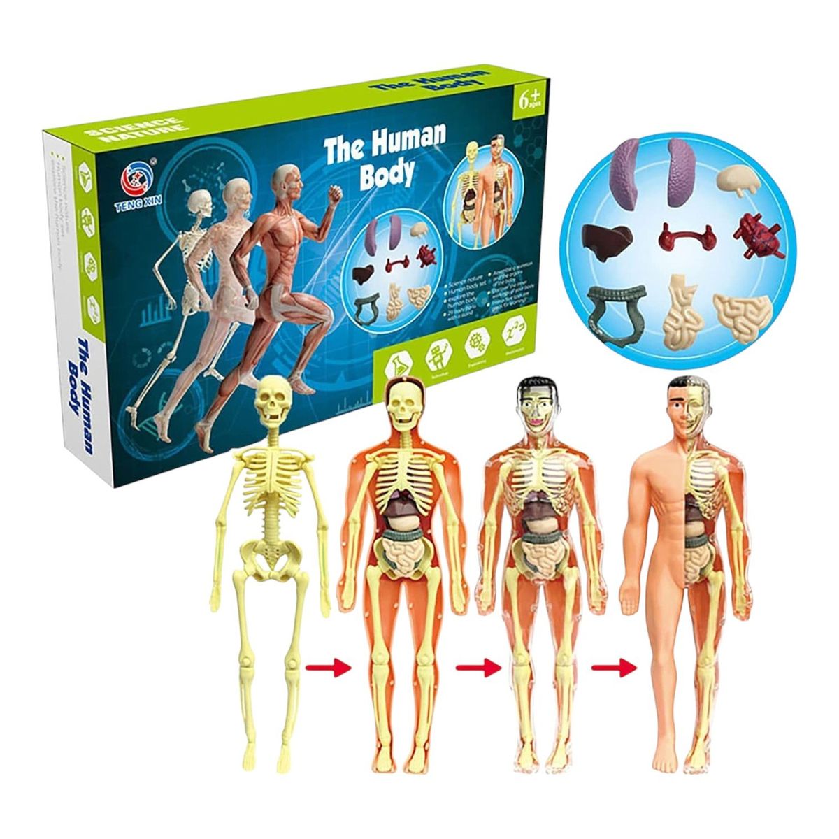 INVENCIBLE - KIT CIENTÍFICO ANATOMÍA TORSO MODELO CUERPO NC67