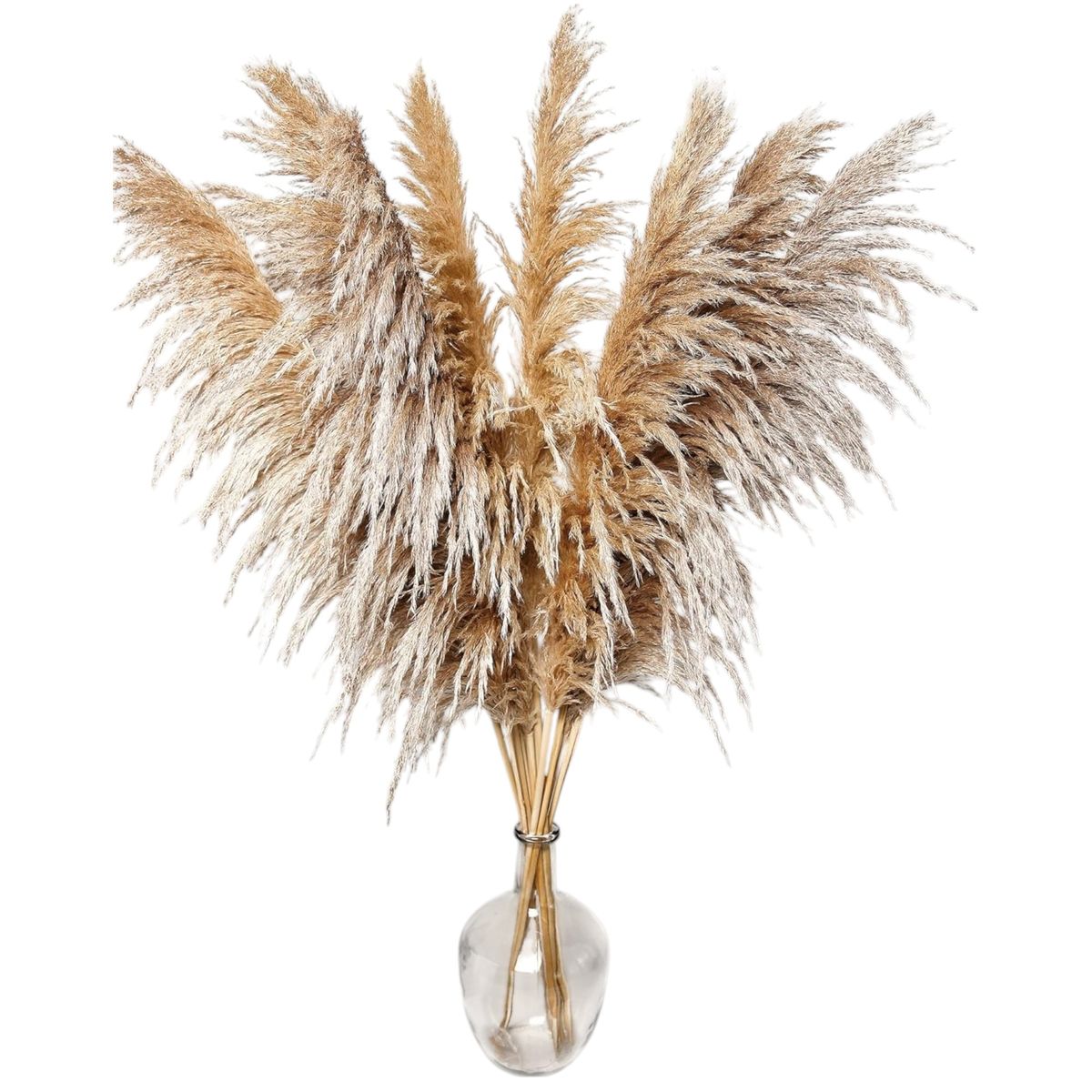 GENERICO - 5 Piezas Rama De Pampas Grass