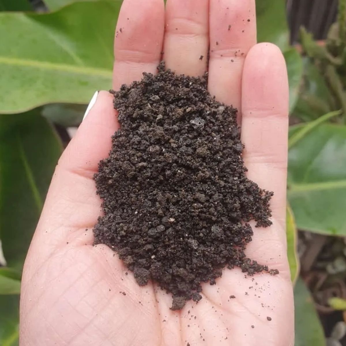 GENERICO - PIEDRA VOLCANICA NATURAL  PARA SUSTRATO, TAMAÑO ARENA