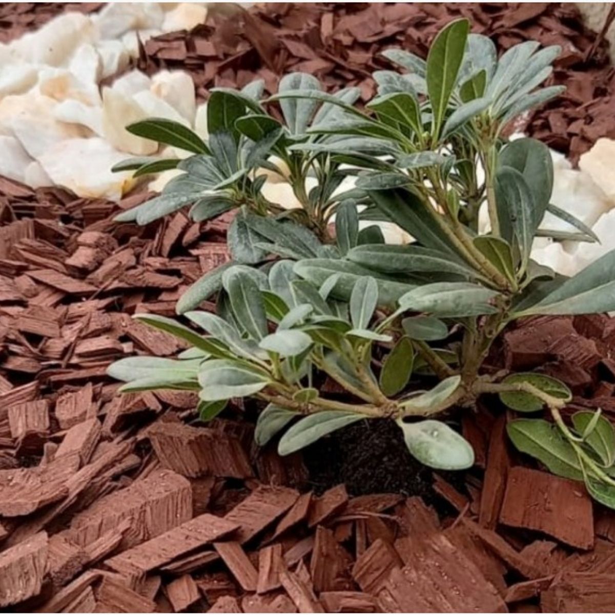 SM - Mulch de Pino Cafe 60 Litros