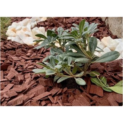 Imagen 2 del producto Mulch de Pino Cafe 60 Litros