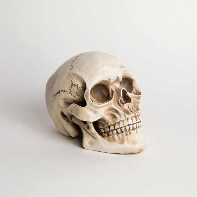 GENERICO - Maqueta De Cráneo Humano Modelo Anatómico