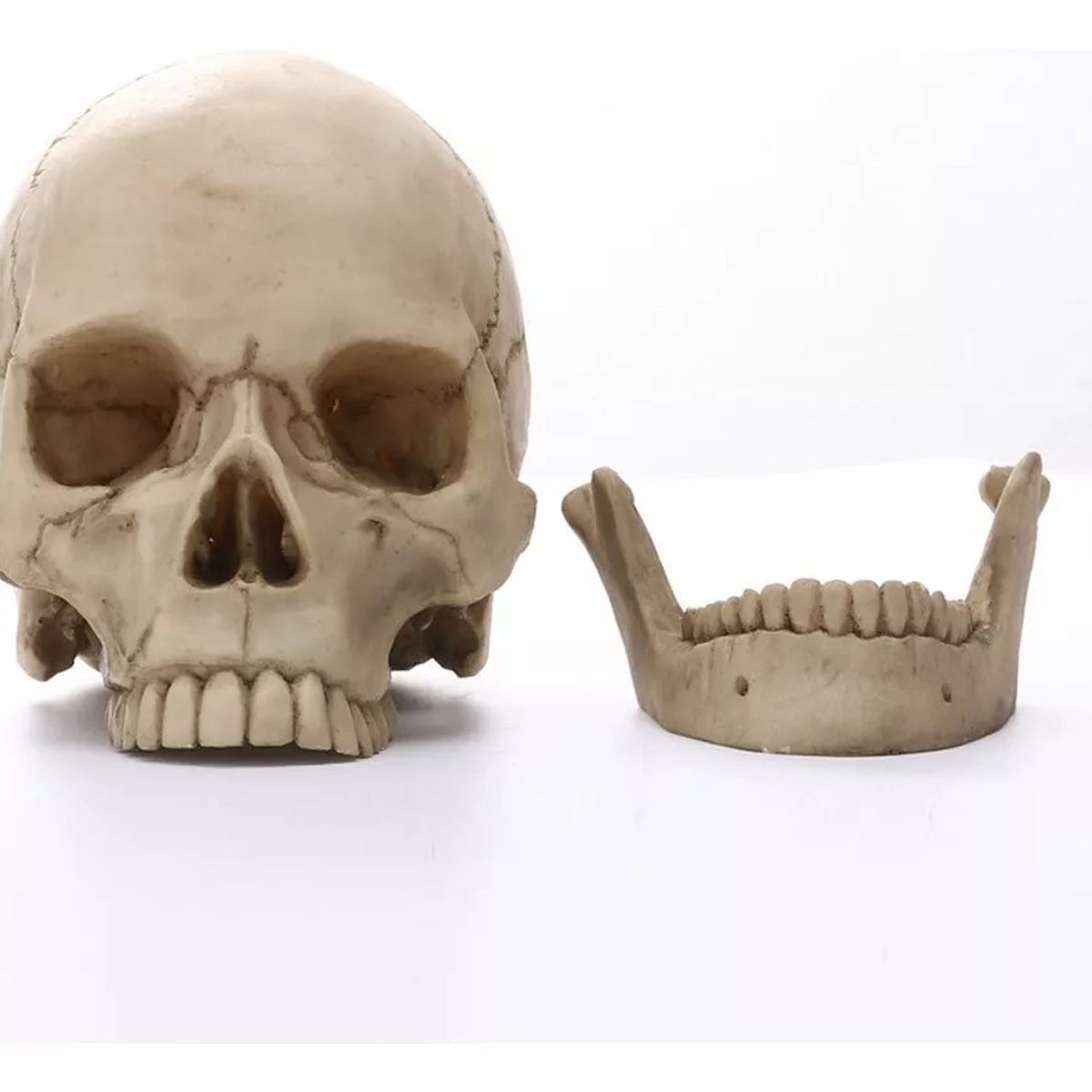 GENERICO - Maqueta De Cráneo Humano Modelo Anatómico