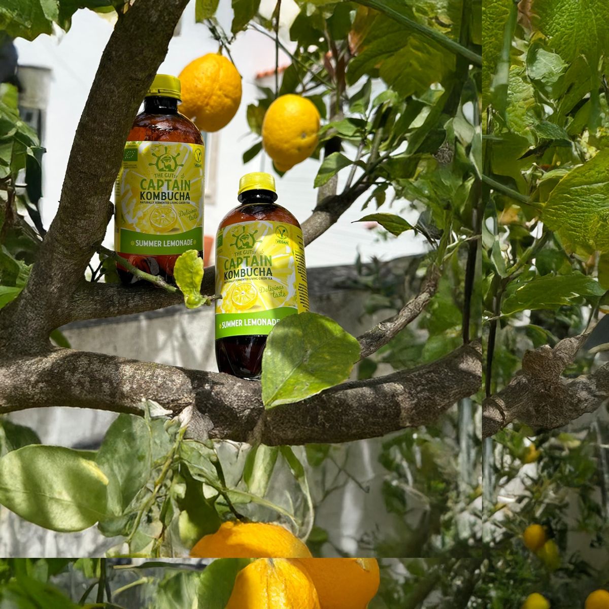 THE GUTSY CAPTAIN - Kombucha Limonada Gutsy Captain - 400 ml 