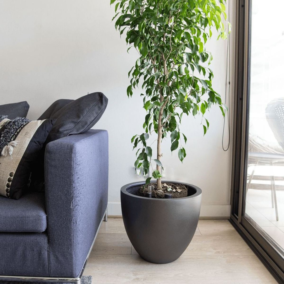 PLANT ME - Inca Grafito Autorregante XL.