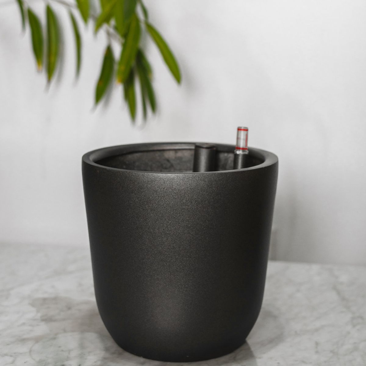 PLANT ME - Chono Negro Autorregante L