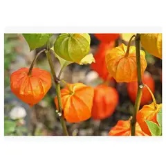 LAS ENCINA - Semillas Certificadas Flor Siempre Viva Alta Doble Huerto
