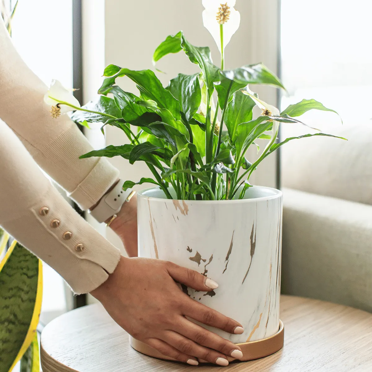 PLANT ME - Spike L Spathyphillum