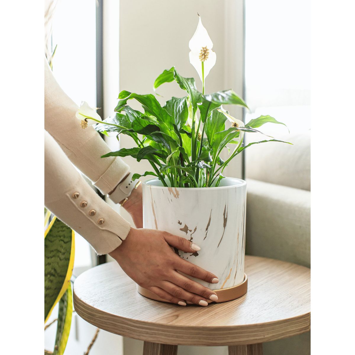 PLANT ME - Spike L Spathyphillum