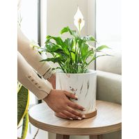 Spike L Spathyphillum