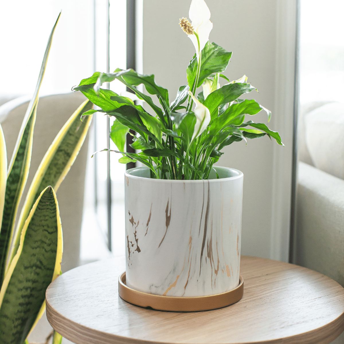 PLANT ME - Spike L Spathyphillum