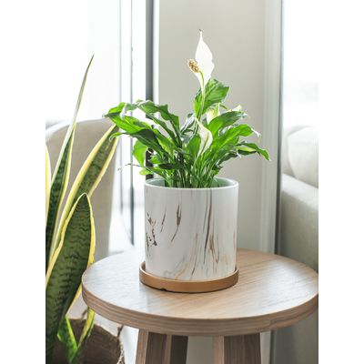 Imagen 2 del producto Spike L Spathyphillum