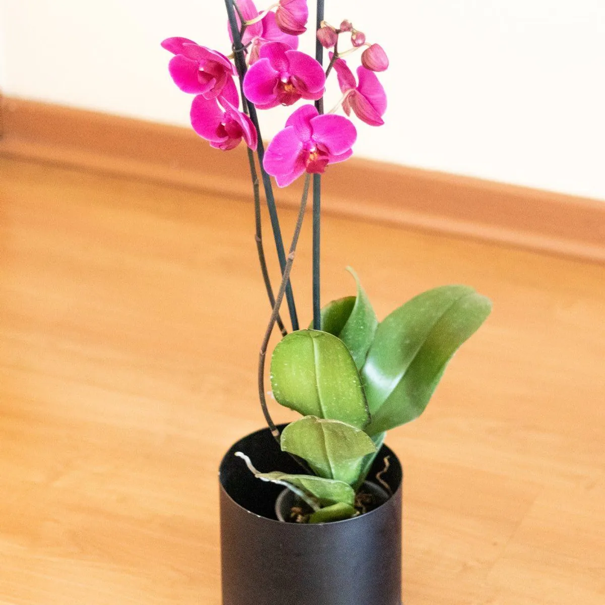 PLANT ME - Ursula Fucsia Orquidea grande