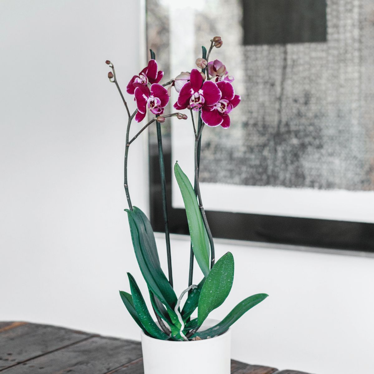 PLANT ME - Ursula Fucsia Orquidea grande