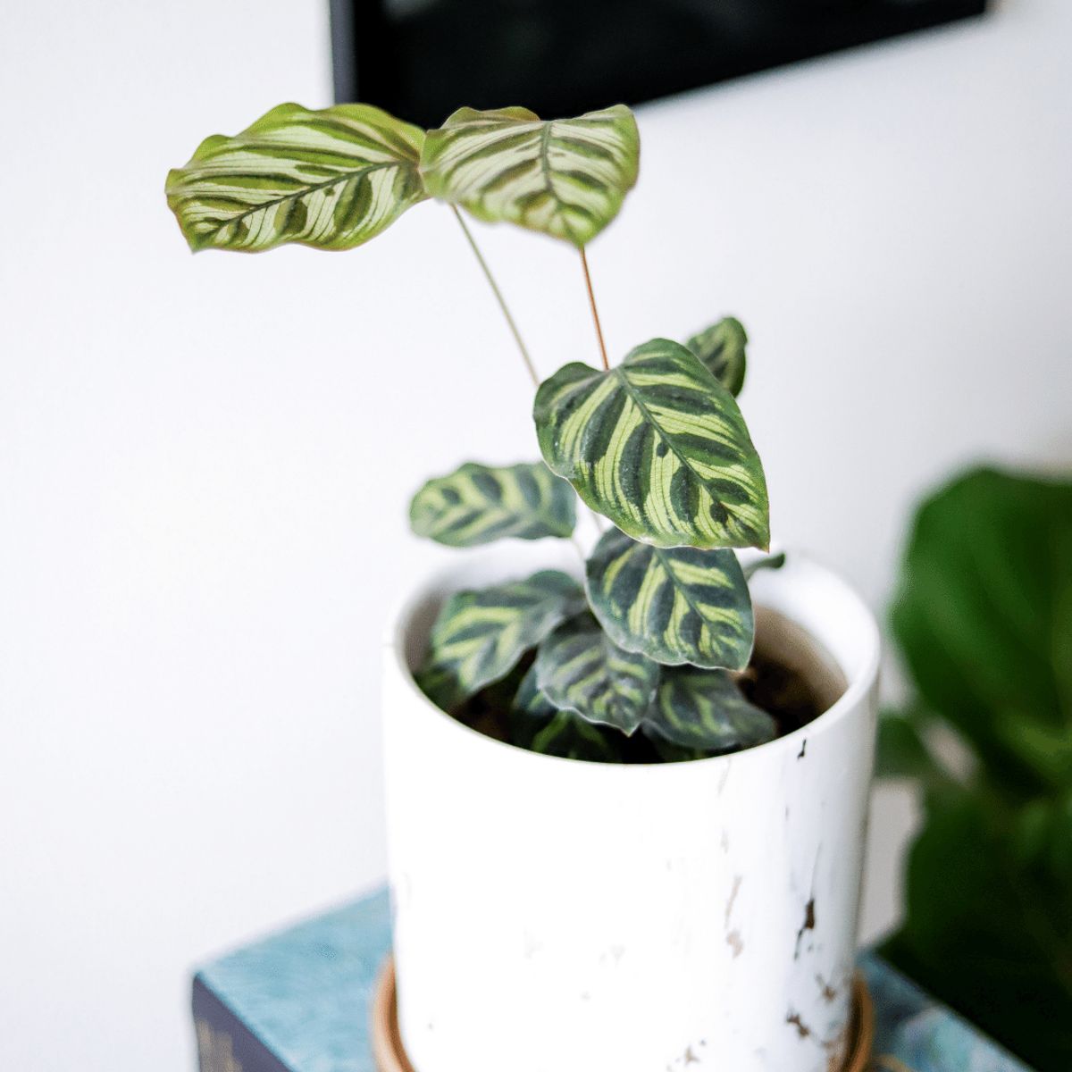 PLANT ME - Maca Calathea Makoyana