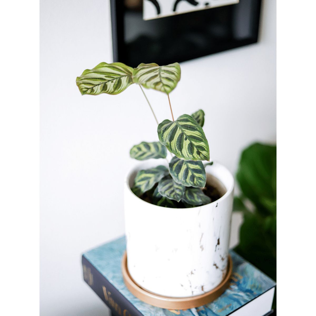 PLANT ME - Maca Calathea Makoyana