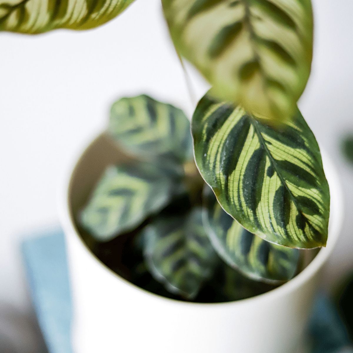 PLANT ME - Maca Calathea Makoyana