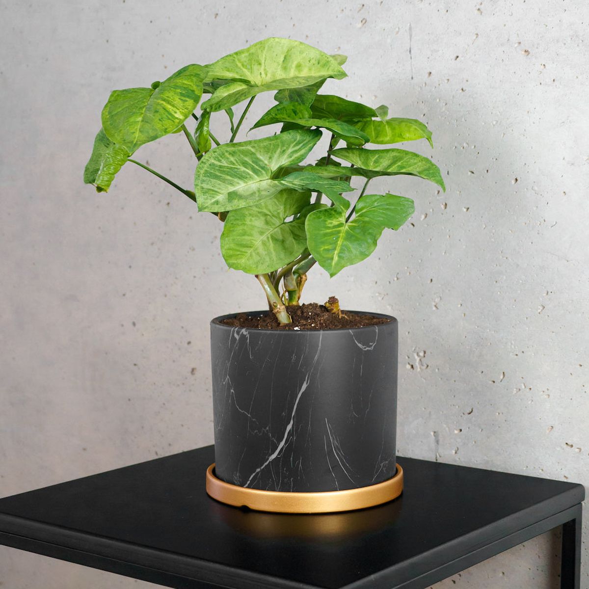 PLANT ME - Silvy Syngonio